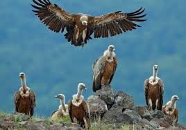 Image result for 7 vultures meaning