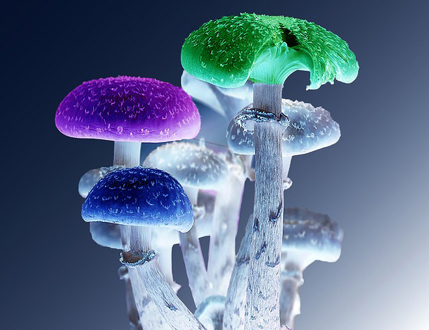 Magic mushrooms.jpg