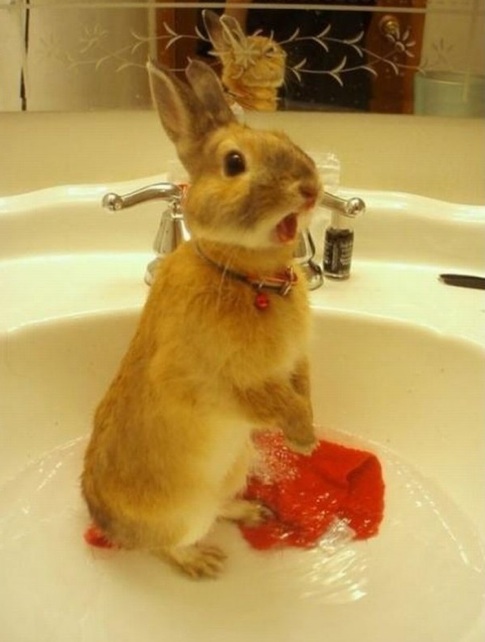 shocked bunny.jpg